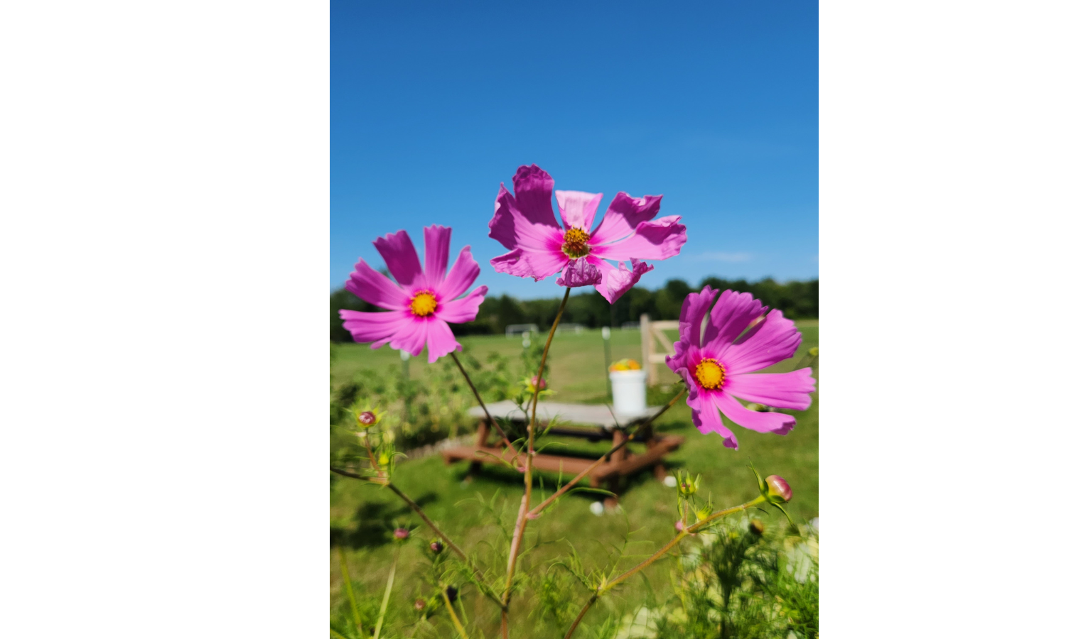  Pink flowers