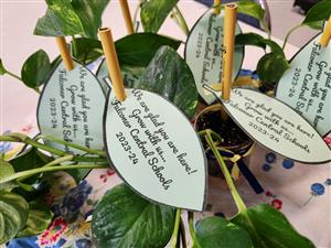 Plants grown by FCS for new teachers
