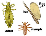 Bugs 